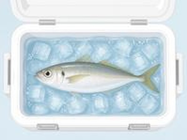 クーラーボックスで氷と一緒に冷やす