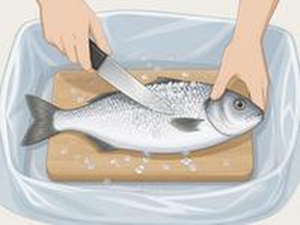 尾から頭に向かってウロコを取る