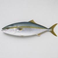 青物(サゴシ・ブリ類)