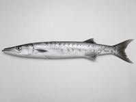 カマス
