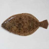 カレイ(イメージ画像)