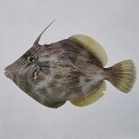 カワハギ